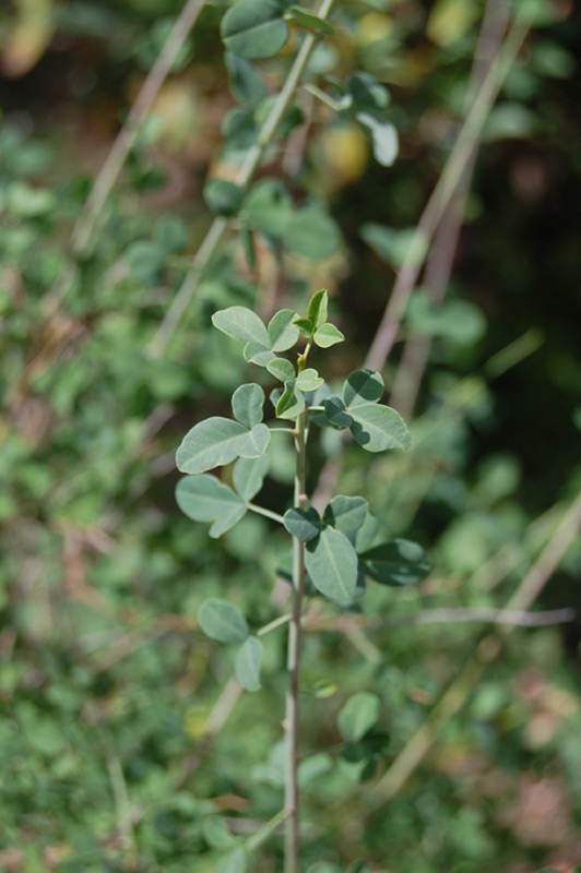 Cytise à feuilles sessiles