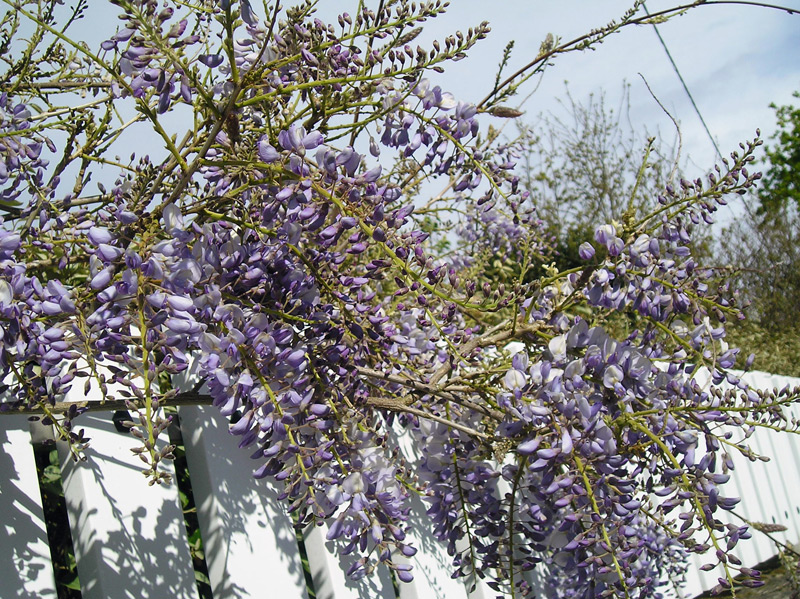 Glycine