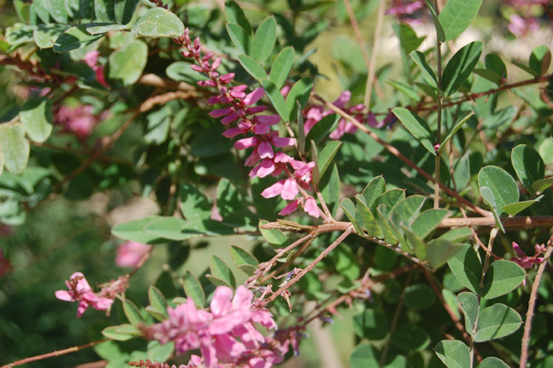Indigofera