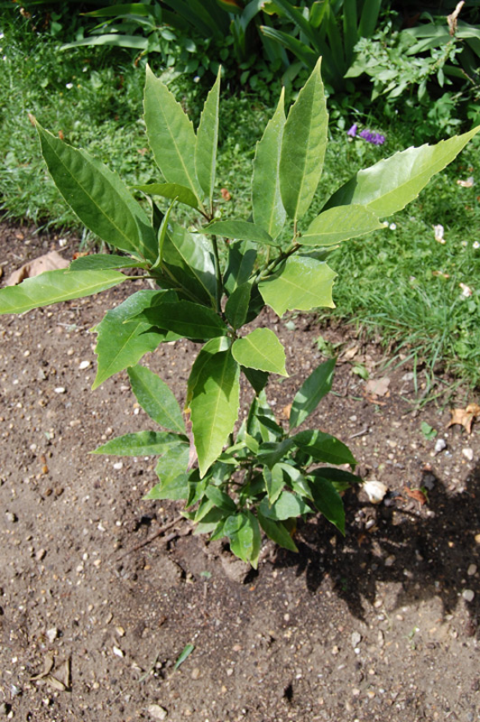 Aucuba de l'Himalaya