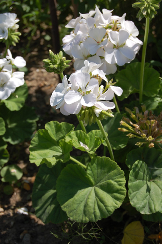 Géranium 'Multibloom' blanc