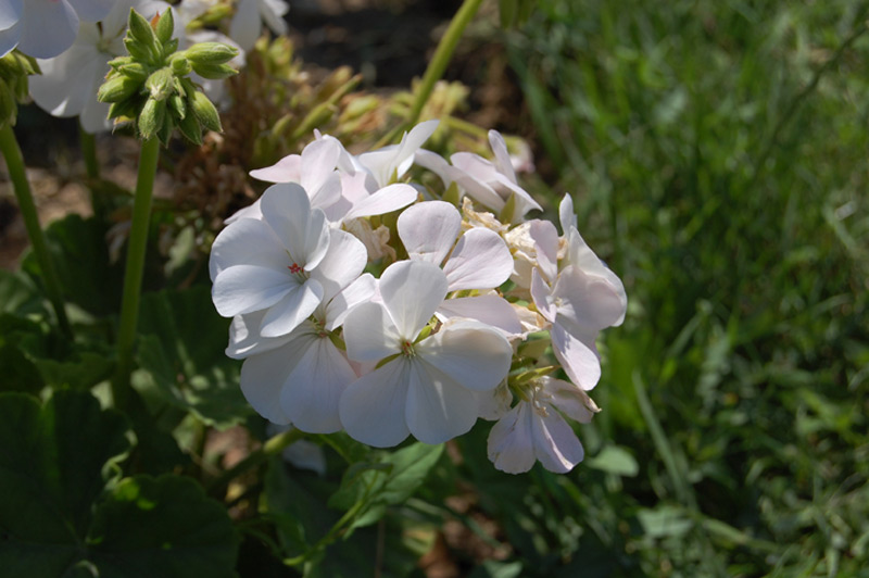 Géranium 'Multibloom' blanc