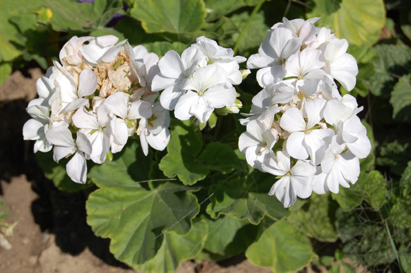 Géranium 'Multibloom' blanc