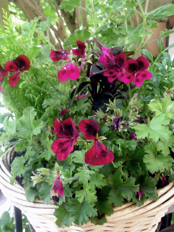 Géranium des fleuristes