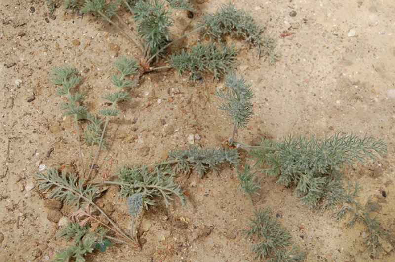 Pélargonium bowkeri