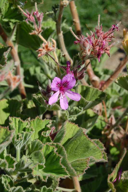 Pelargonium cucullatum