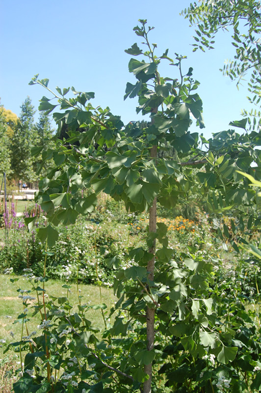 Arbre aux quarante écus