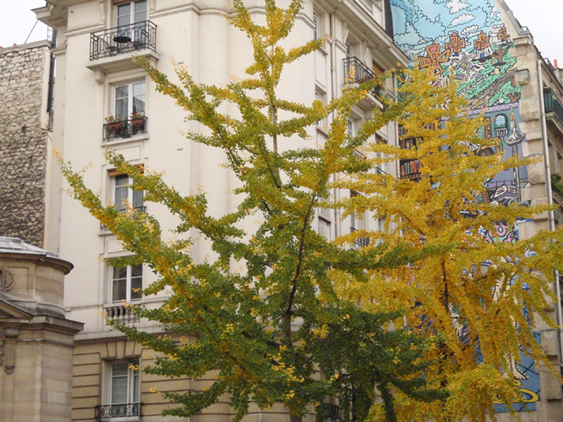 Arbre aux quarante écus