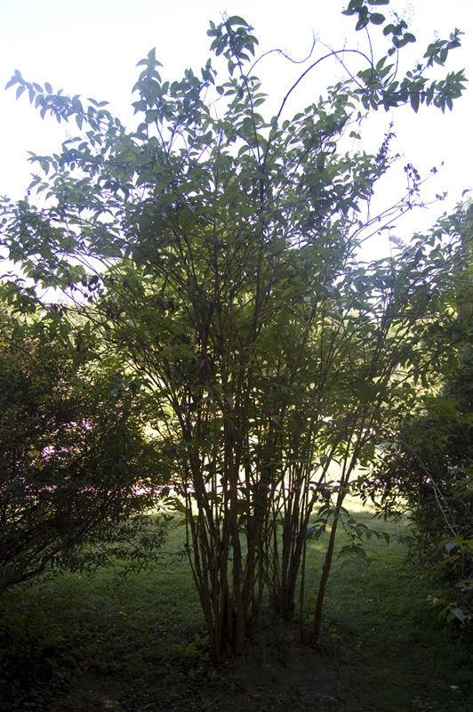 Deutzie dure 'Plena'