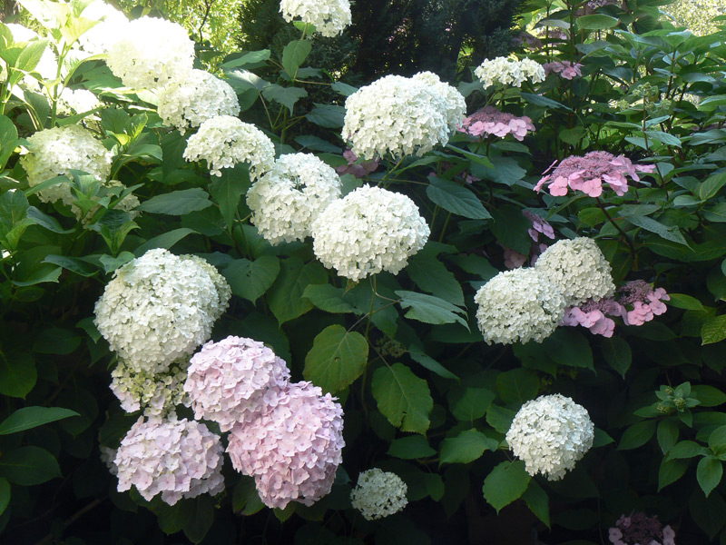 Hortensia arborescent 'Annabelle'