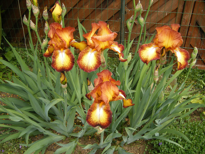 Iris