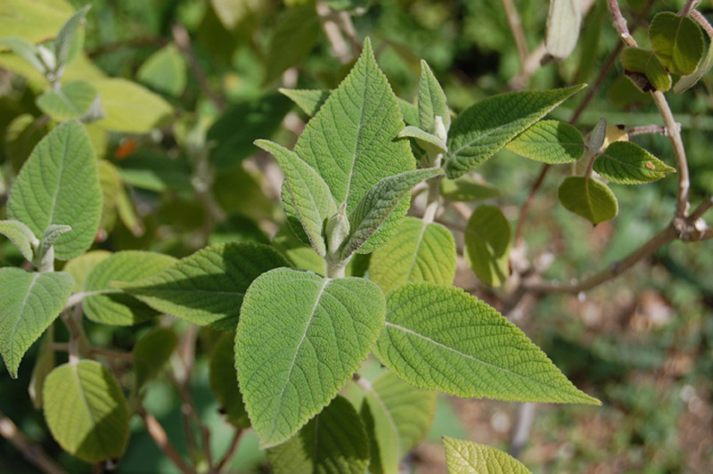 Colquhounia coccinea