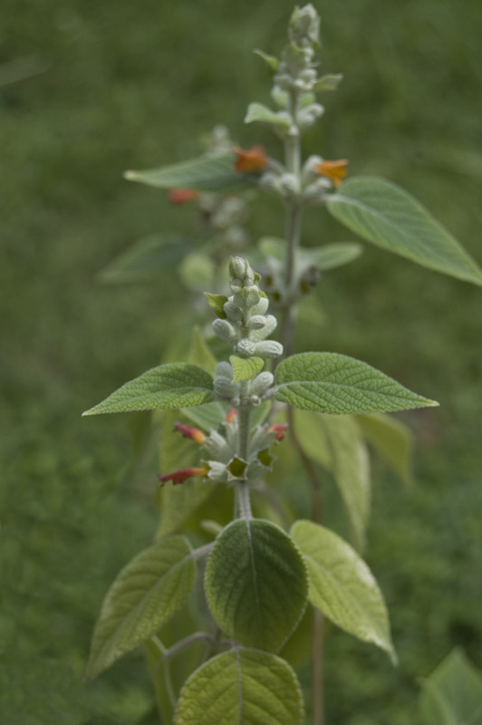 Colquhounia coccinea