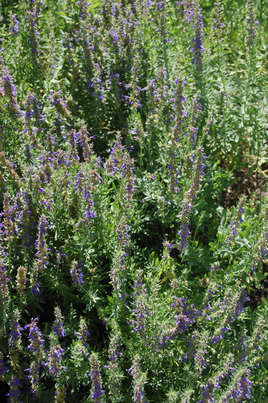 Hysope officinale