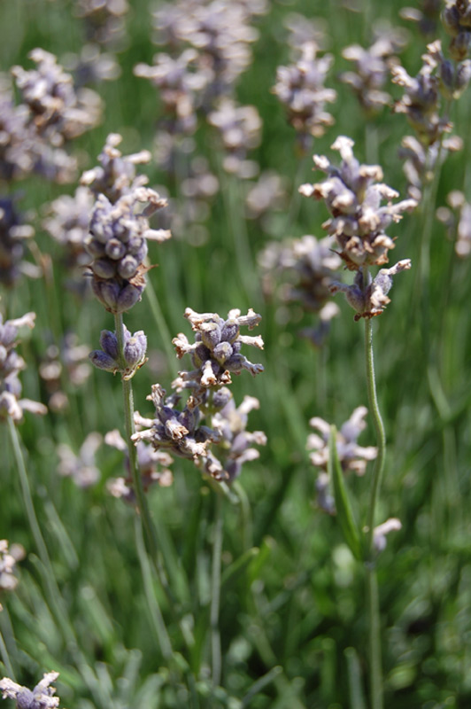 Lavande vraie