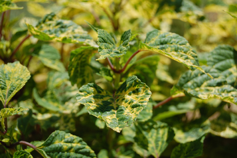 Sauge 'Dancing flame'