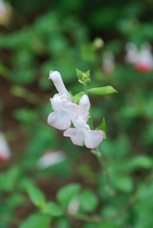 Sauge de Graham 'Trebah'