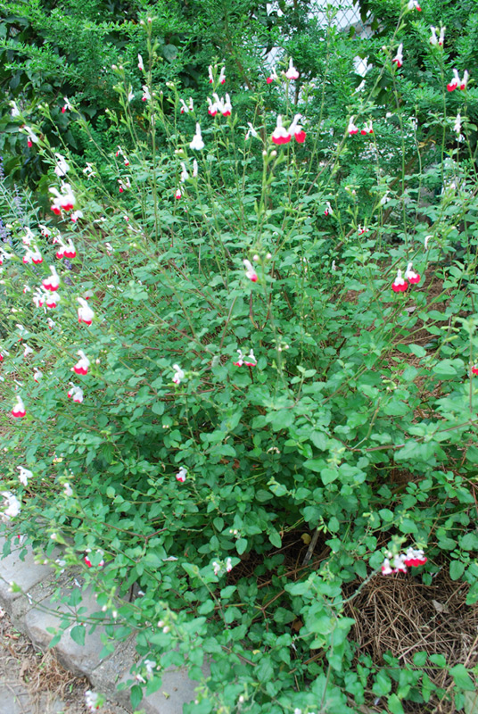 Sauge de Graham 'Hot Lips'