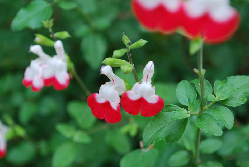 Sauge de Graham 'Hot Lips'