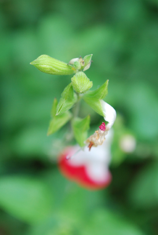 Sauge de Graham 'Hot Lips'