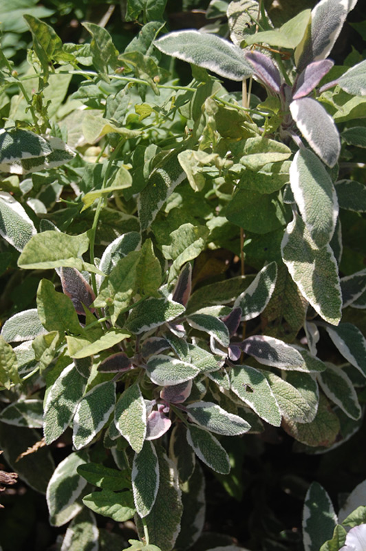 Sauge officinale 'Tricolor'