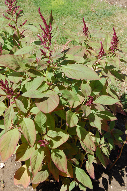 Amarante réfléchie