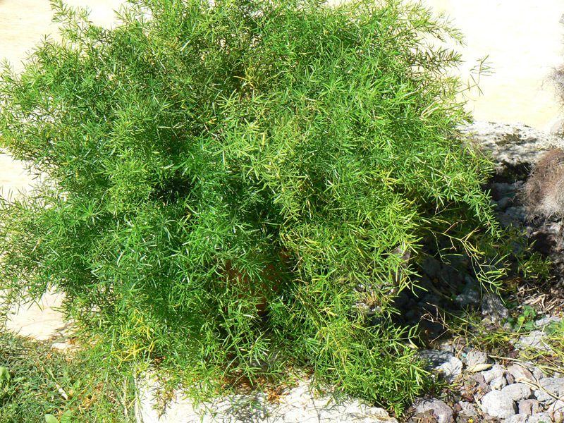 Asparagus des fleuristes