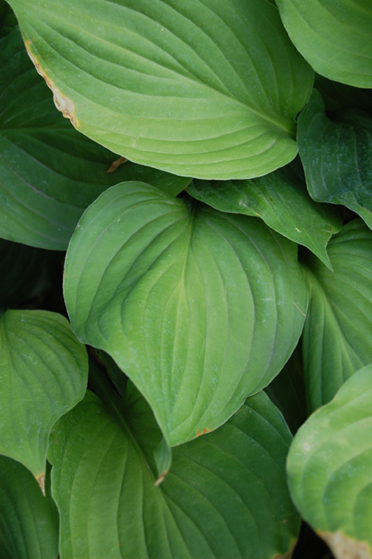 Hosta à feuilles étroites