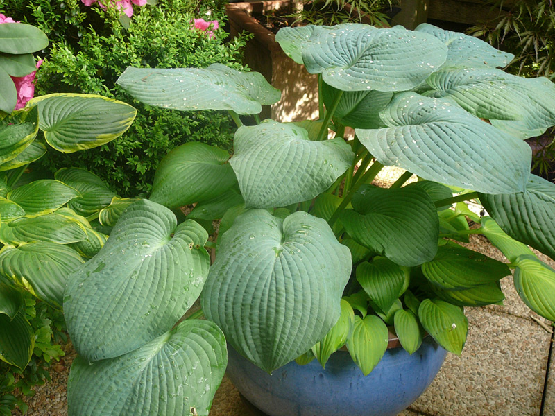 Hosta plantain