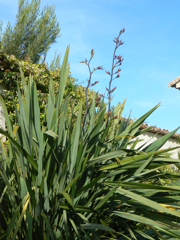 Lin de Nouvelle-Zélande