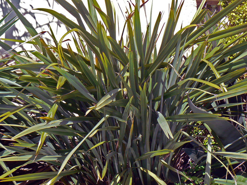 Lin de Nouvelle-Zélande