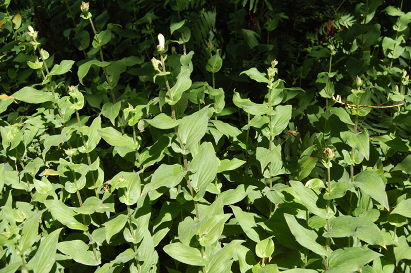 Lis des crapauds de Formose