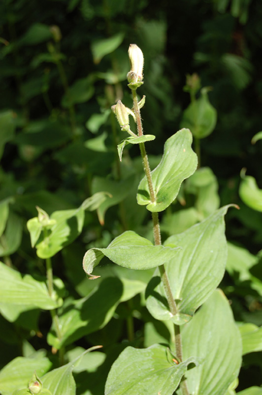 Lis des crapauds de Formose