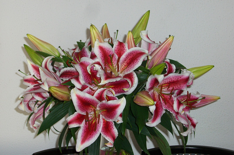 Lis oriental 'Mona Lisa'