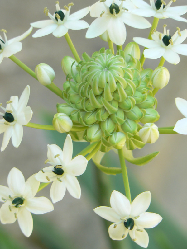 Ornithogale saundersiae