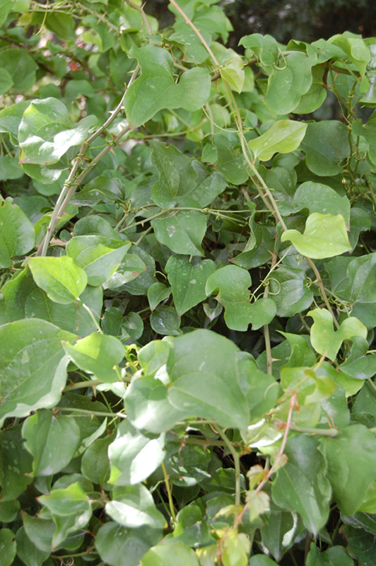 Salsepareille d'Europe