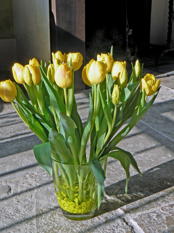 Tulipe