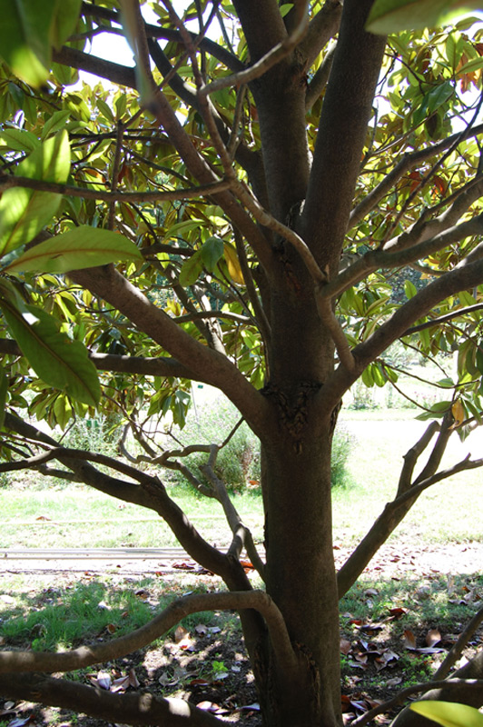 Magnolia à grandes fleurs