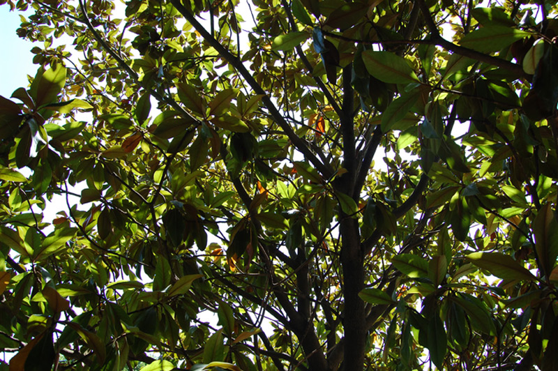 Magnolia à grandes fleurs
