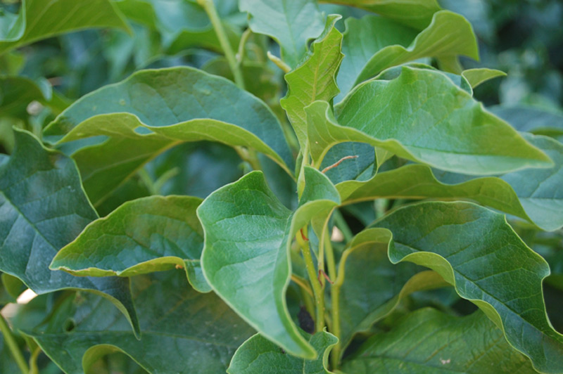 Magnolia à fleurs de lis 'Nigra'