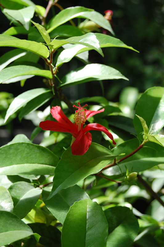 Hibiscus clayi