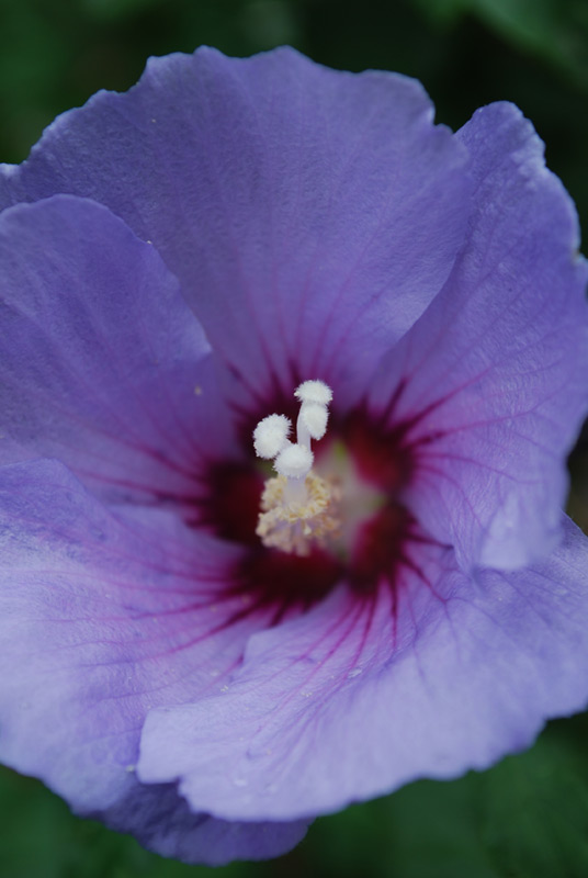Mauve en arbre 'Oiseau Bleu'