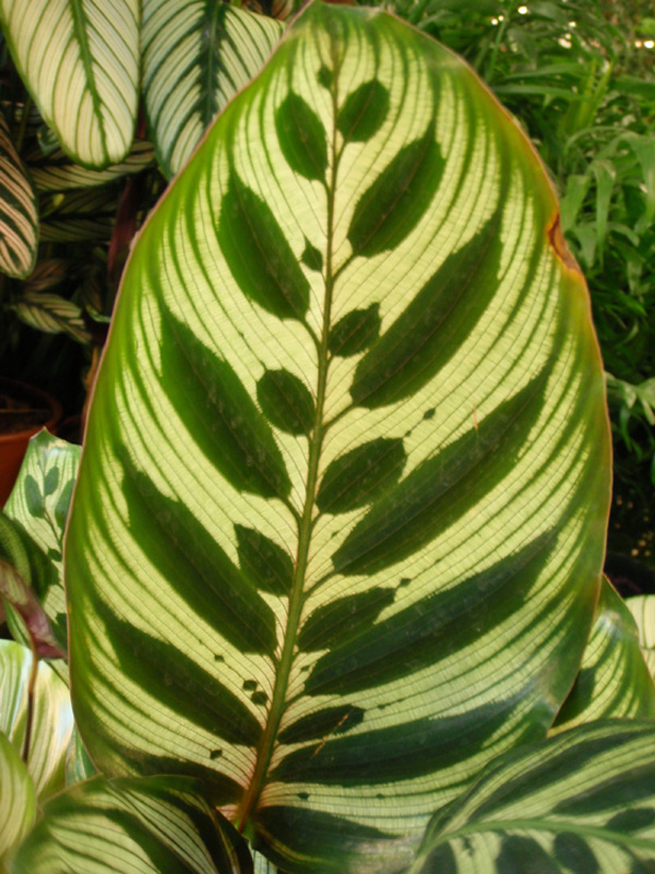 Maranta mackoyana