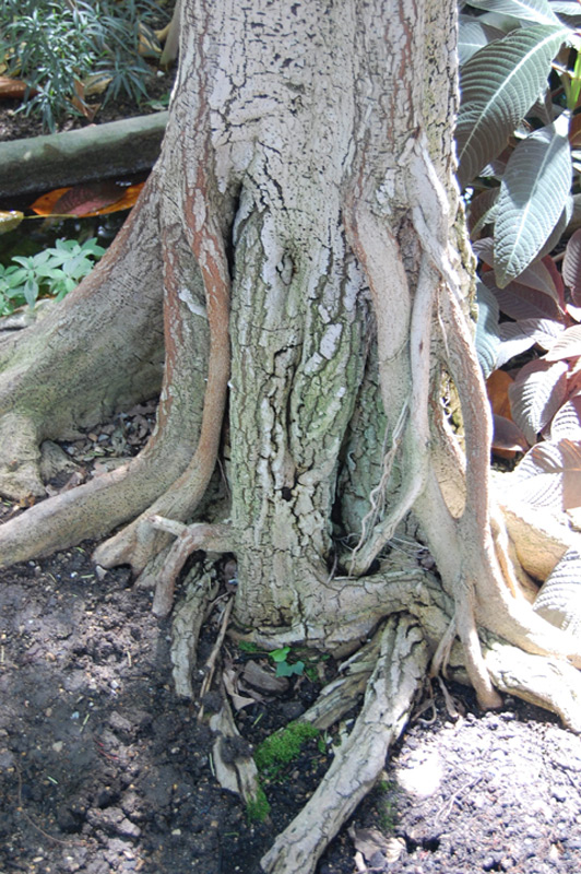 Caoutchouc d'Afrique de l'Ouest