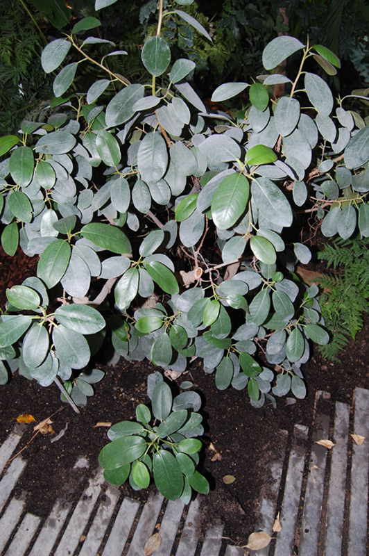 Figuier de Port Jackson