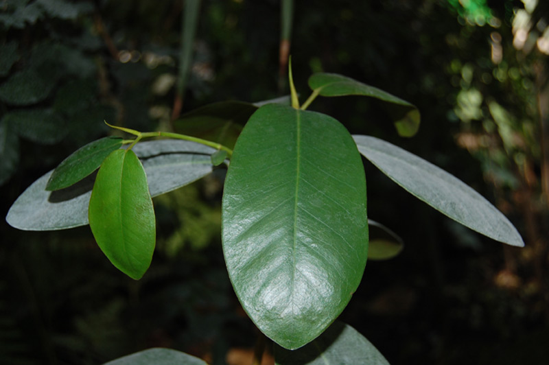 Figuier de Port Jackson