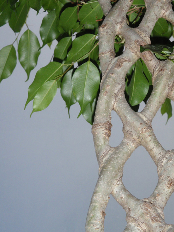 Figuier pleureur 'Exotica'