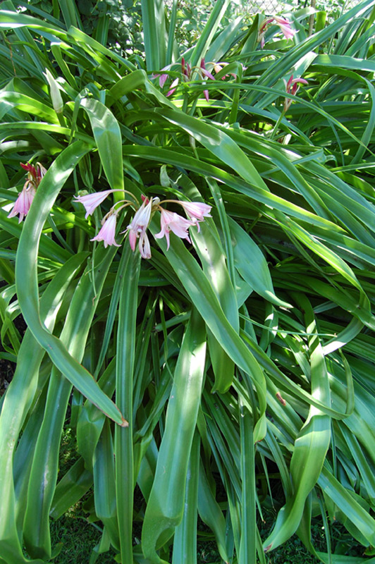 Crinum x powellii