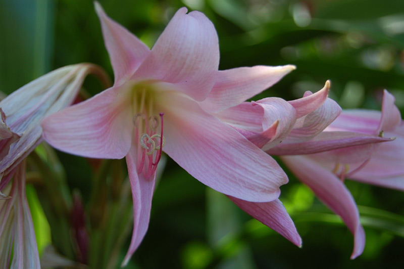 Crinum x powellii