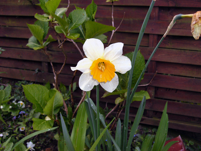 Narcisse 'Beersheba' à fleurs blanches